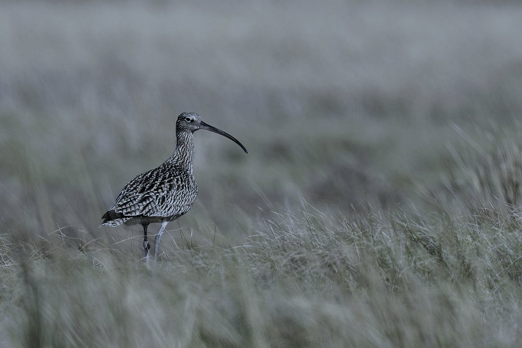 Set on an invented stretch of English tidal mudflats resembling Morecambe Bay, chosen for the real danger of incoming tides that made the setting's stakes plausible without naming a real disaster.
